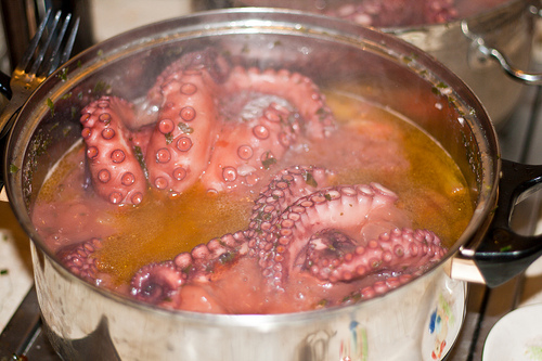 The Giant Pacific Octopus Interactions,How To Cook Carrots Healthy